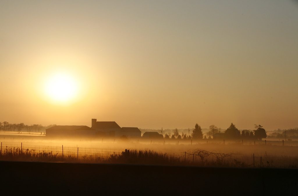 Morning Glory